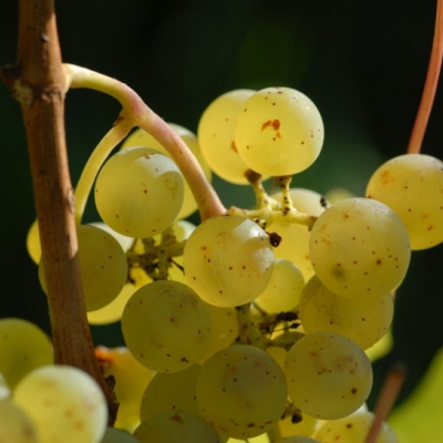 Silvaner ANT 1317